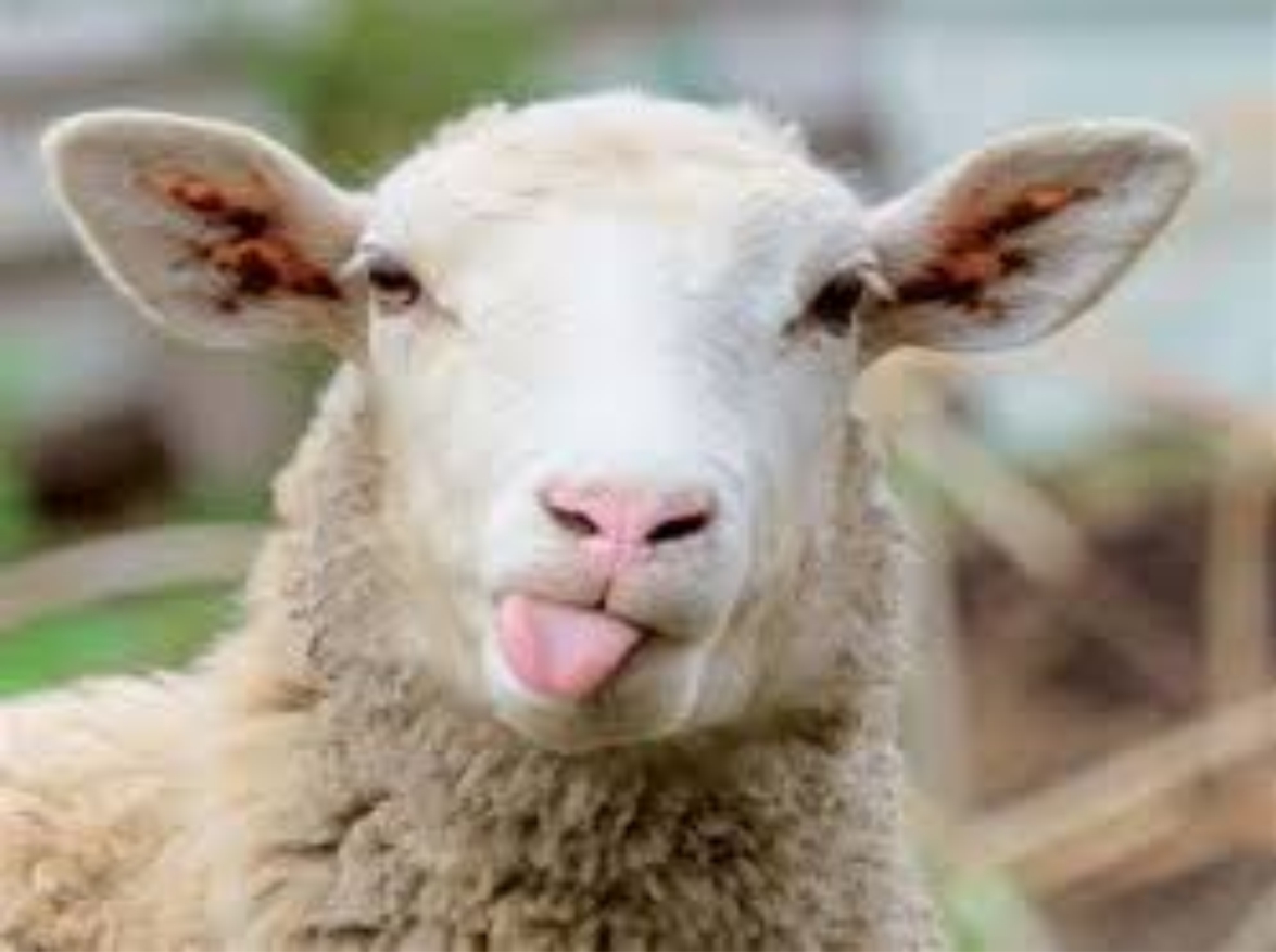 Neat Sheep Sheep Sticking Out Tongue